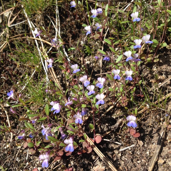 Meet your Posher, Ally - Picture 3 of 3